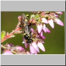 Listrodromus nycthemerus - Schlupfwespe 01d 7mm auf Calluna vulgaris - Niedringhaussee-fdet02.jpg